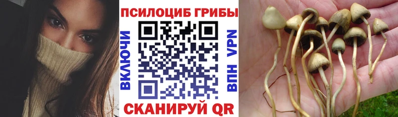 где купить наркотик  Нерюнгри  Галлюциногенные грибы прущие грибы 